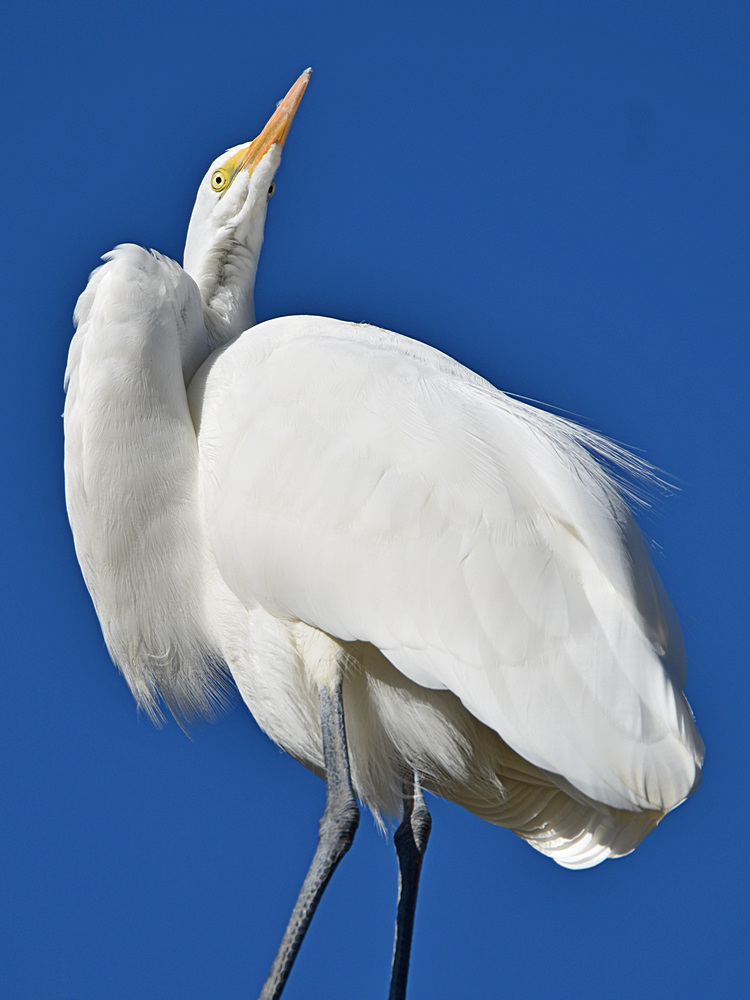 Egret5.jpg