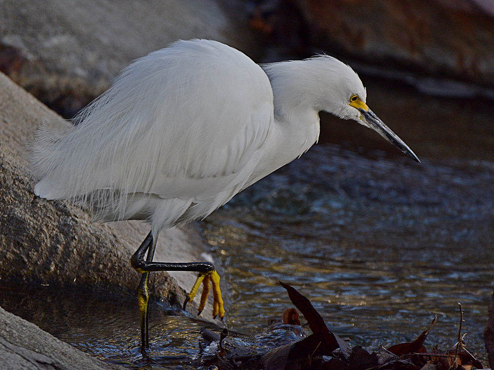 Egret5.jpg