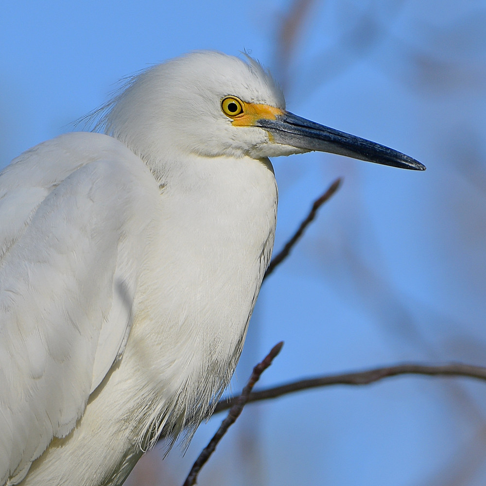 Egret5.jpg