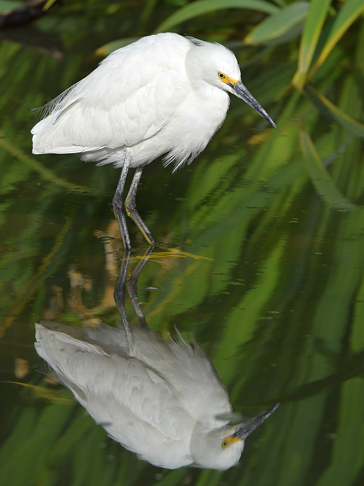 Egret5.jpg