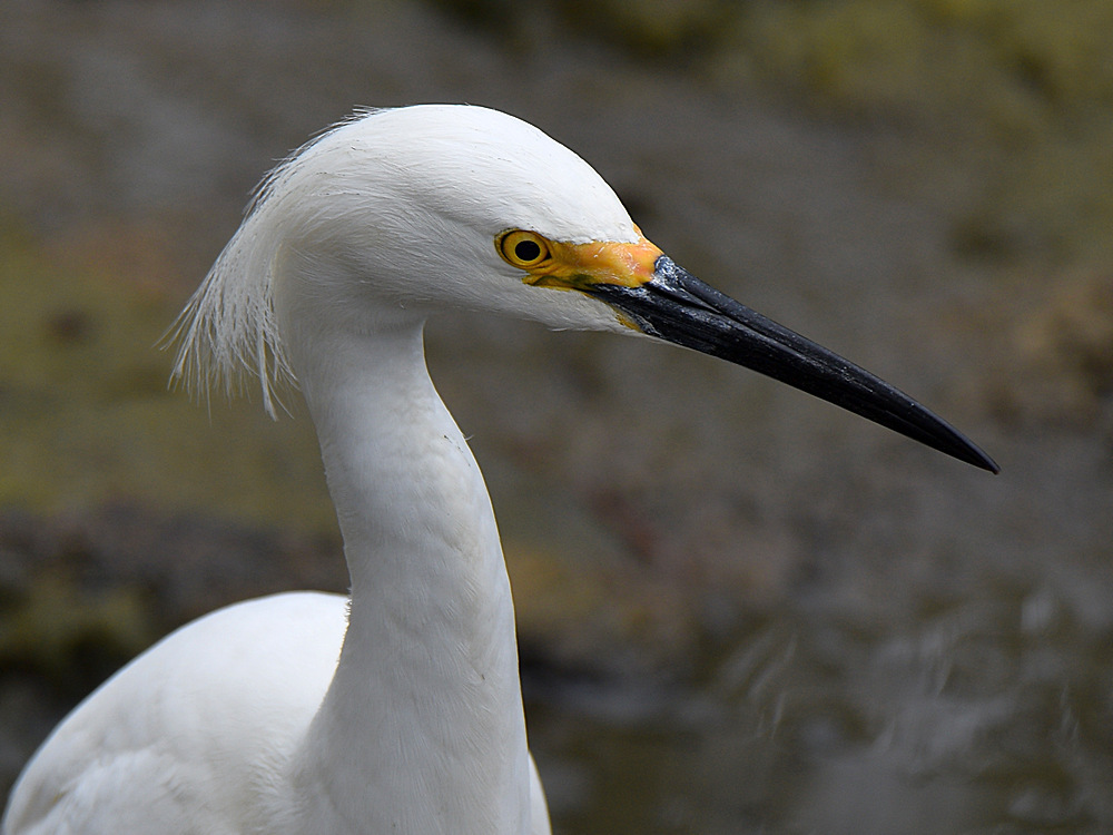 Egret5.jpg