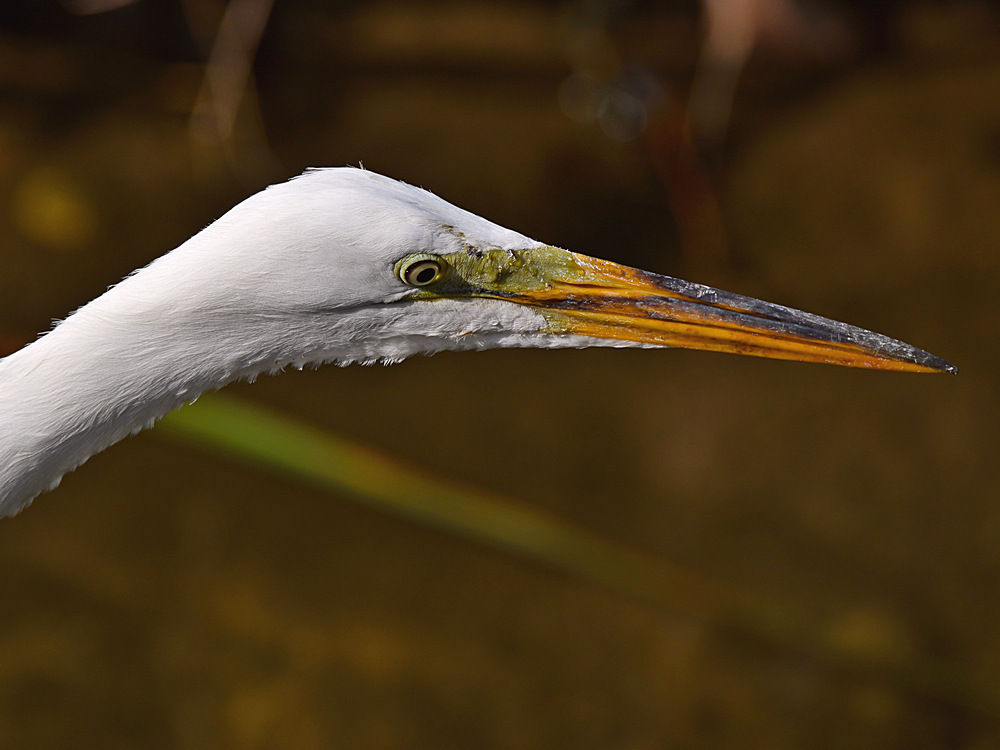 Egret5.jpg