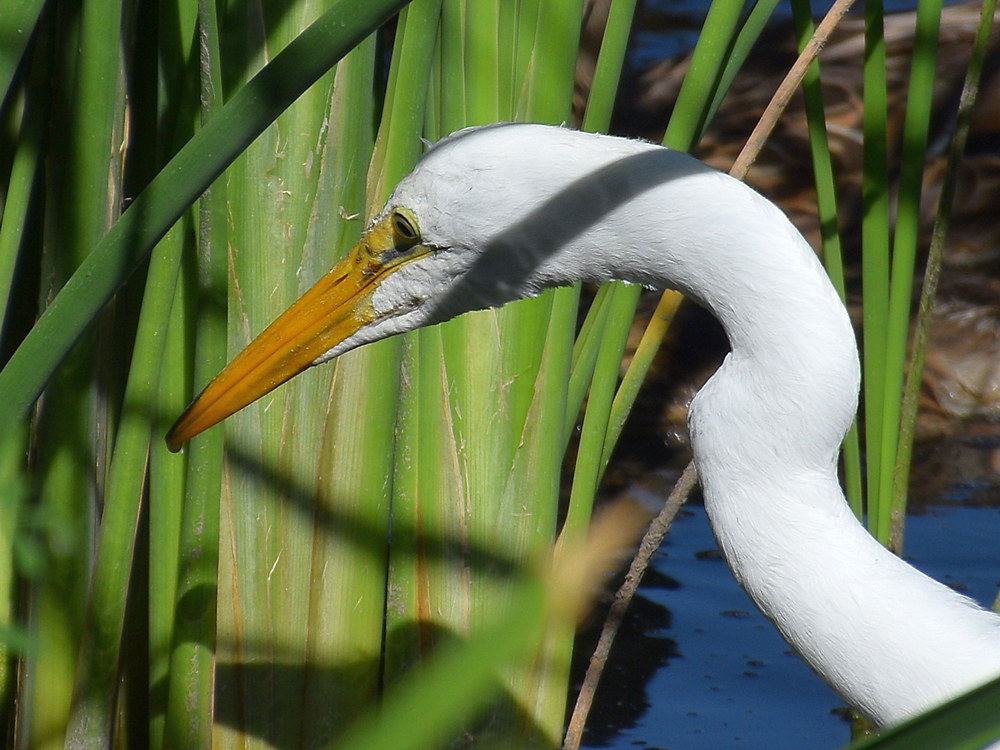 Egret5.jpg