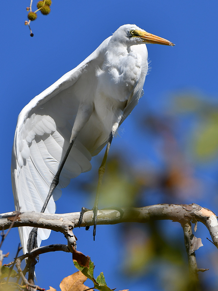 Egret5.jpg