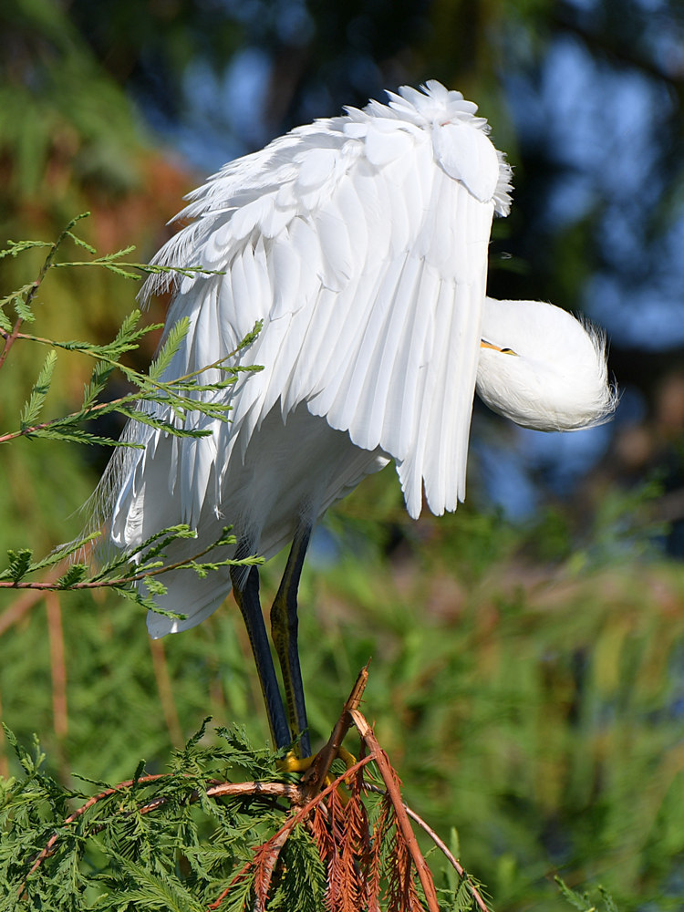 Egret5.jpg