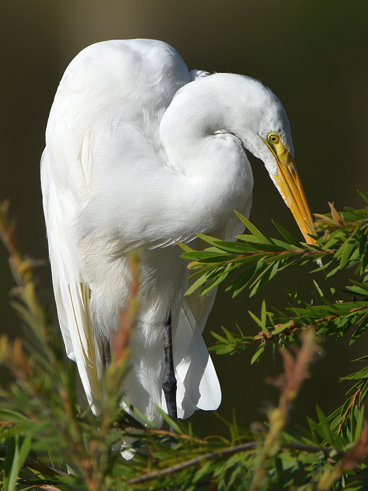 Egret5.jpg