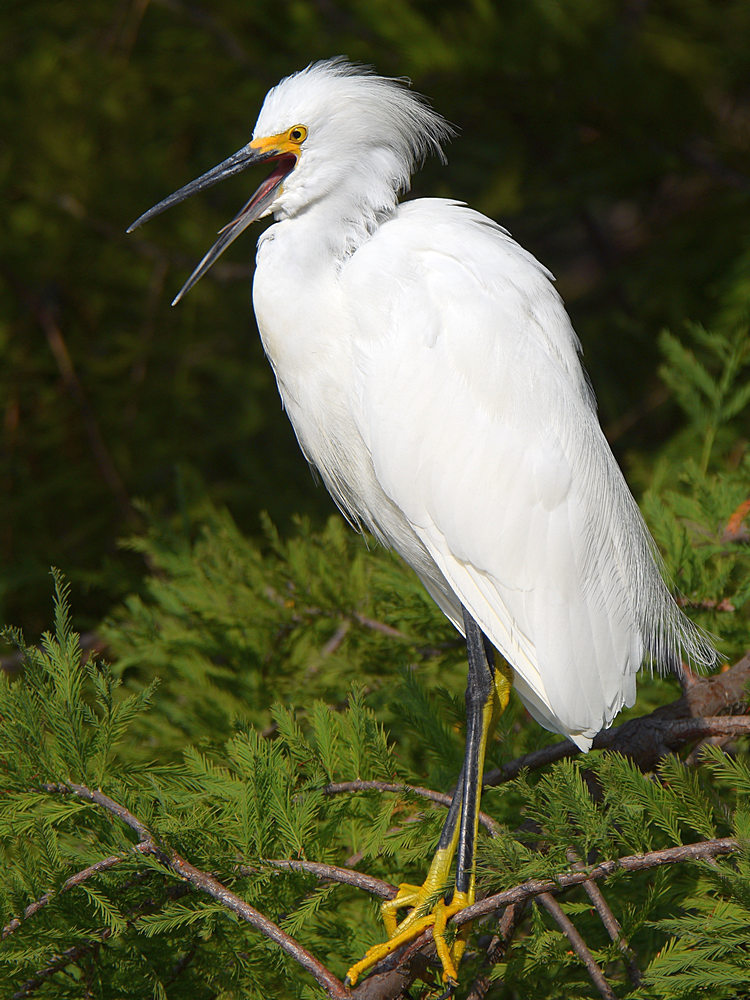 Egret5.jpg