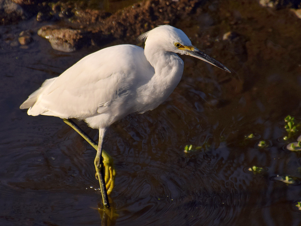 Egret5.jpg