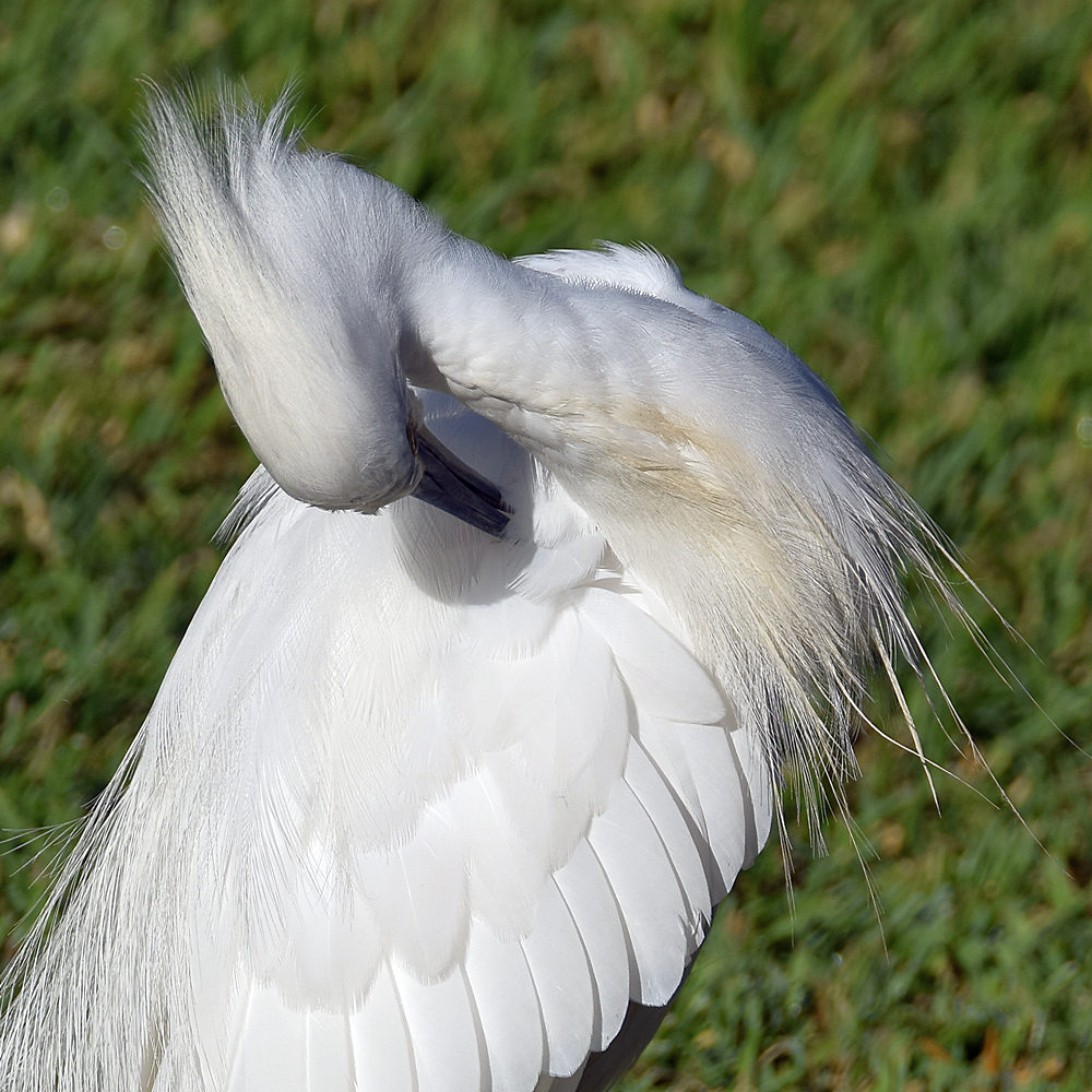 Egret5.jpg