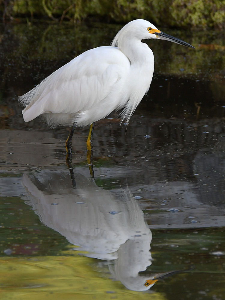 Egret5.jpg