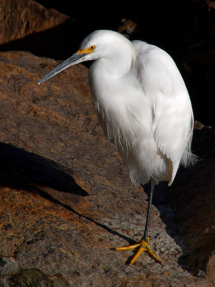 Egret5.jpg