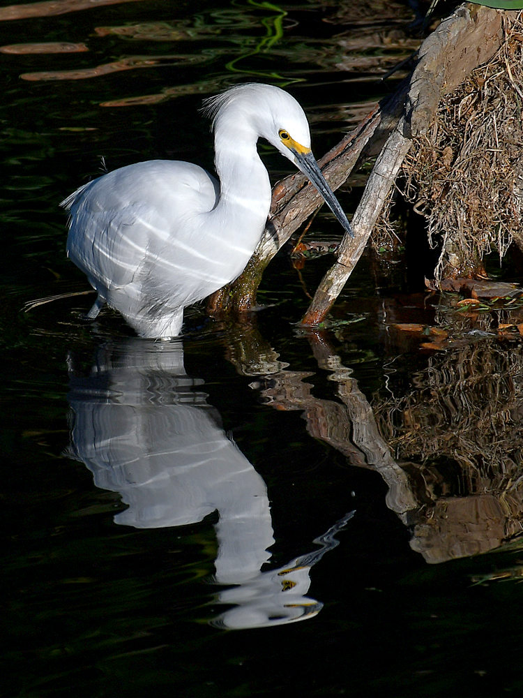Egret5.jpg