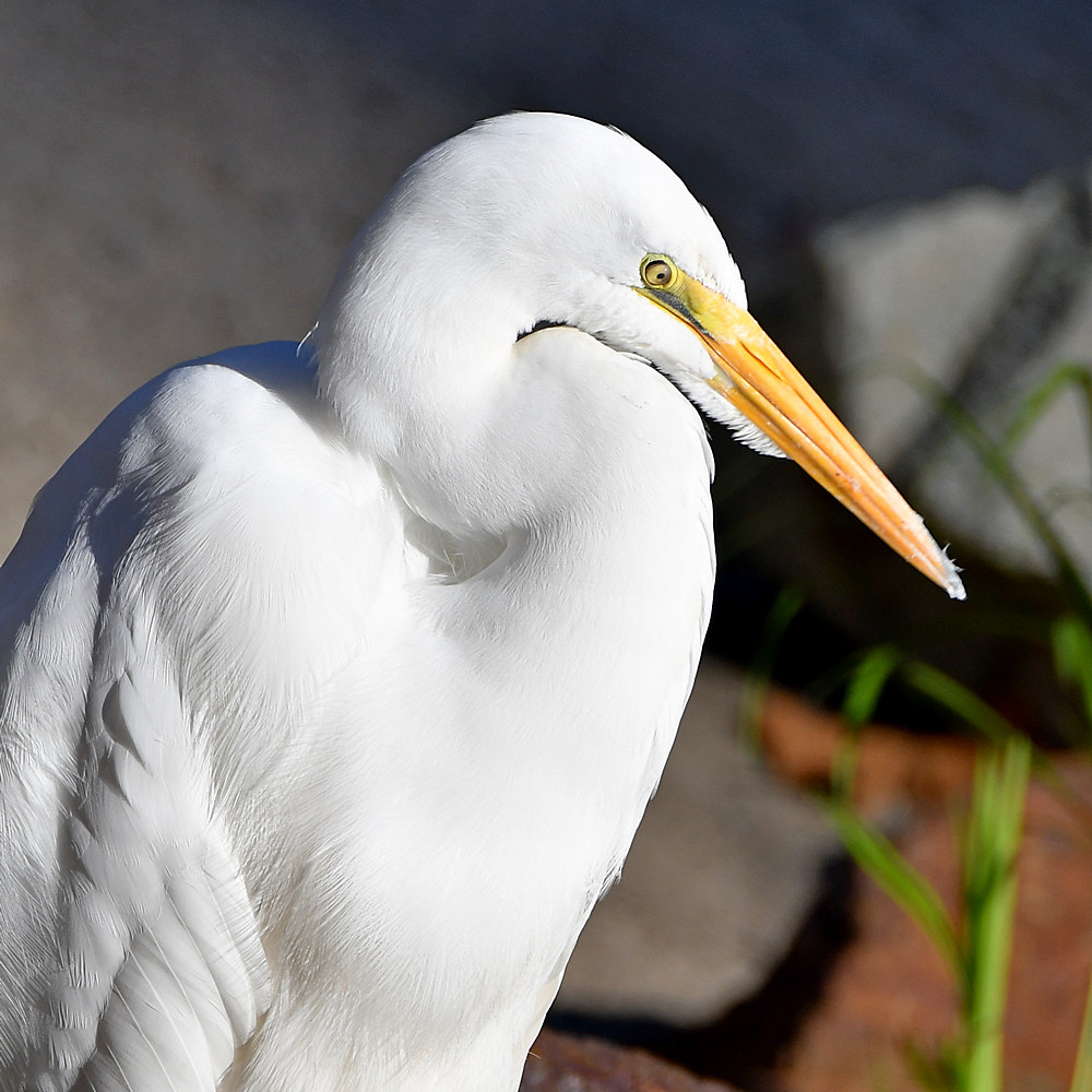 Egret5.jpg