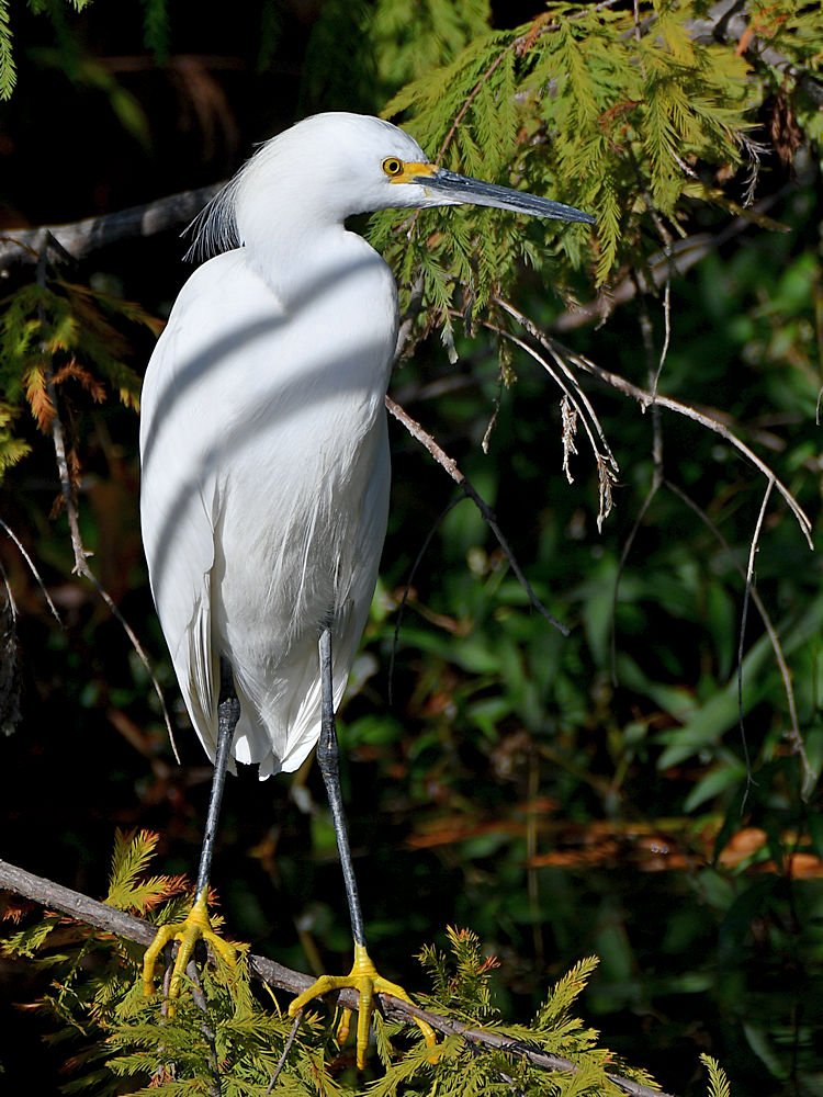 Egret5.jpg