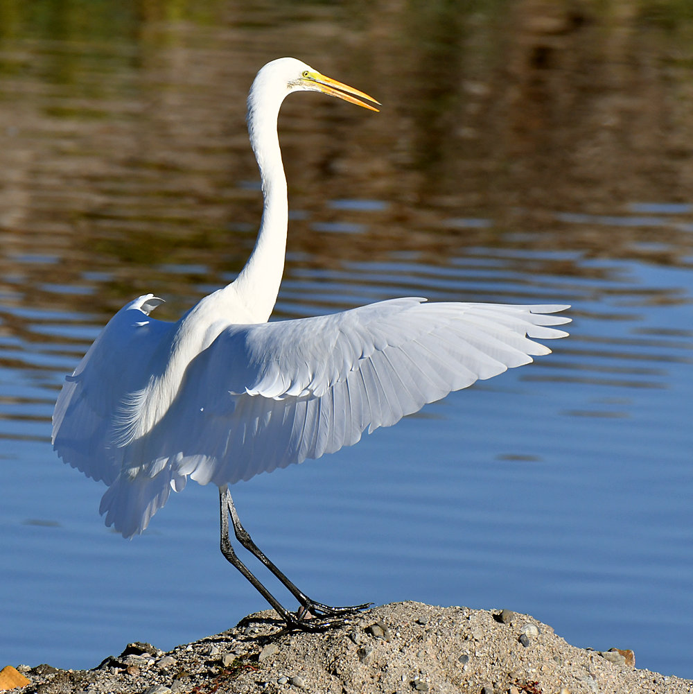 Egret5.jpg