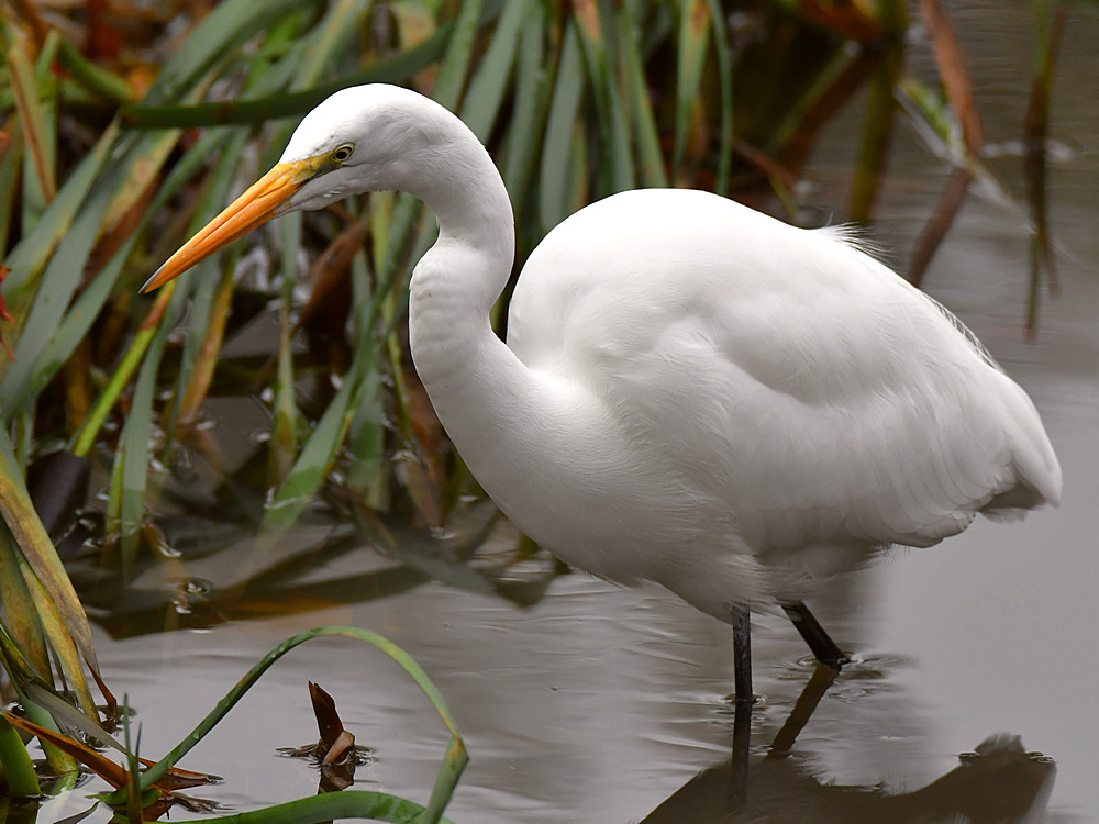 Egret5.jpg