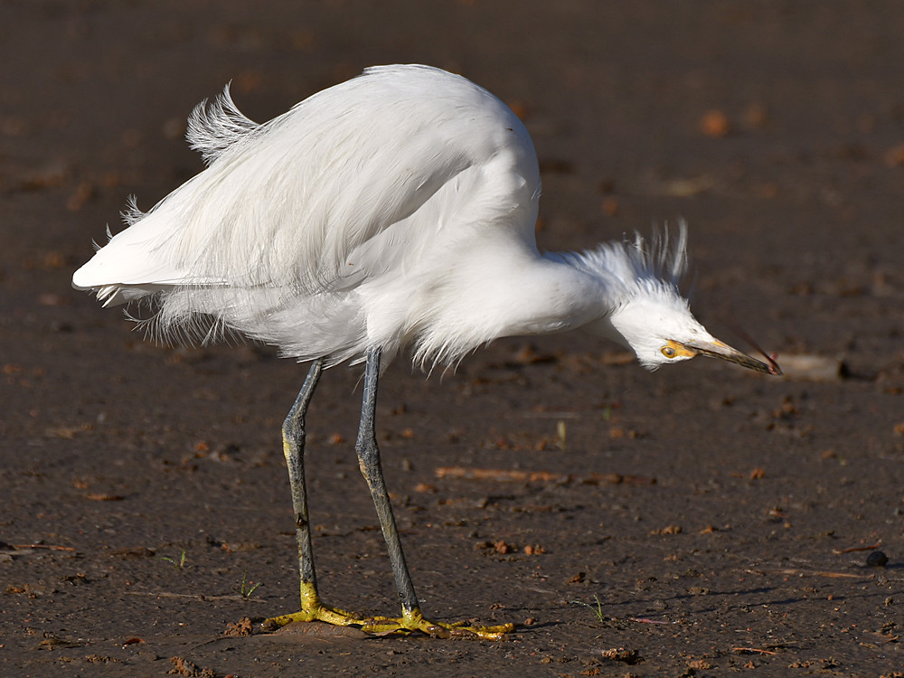 Egret5.jpg