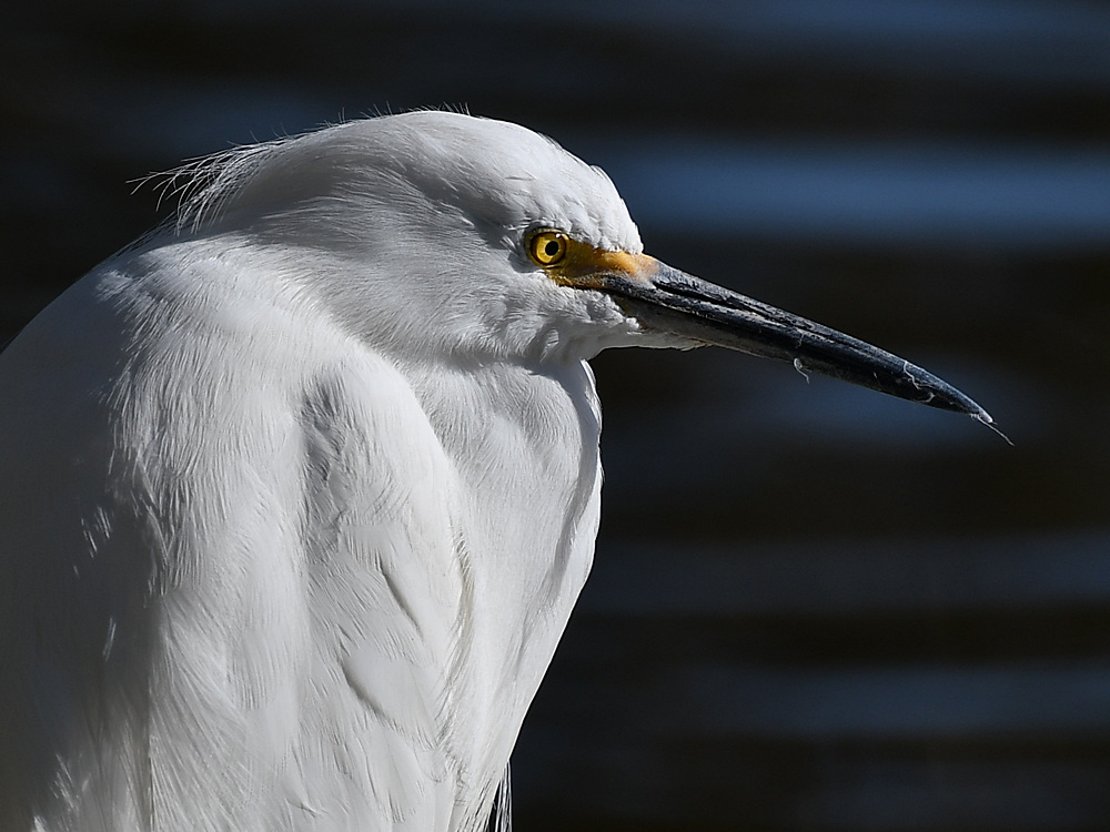Egret5.jpg