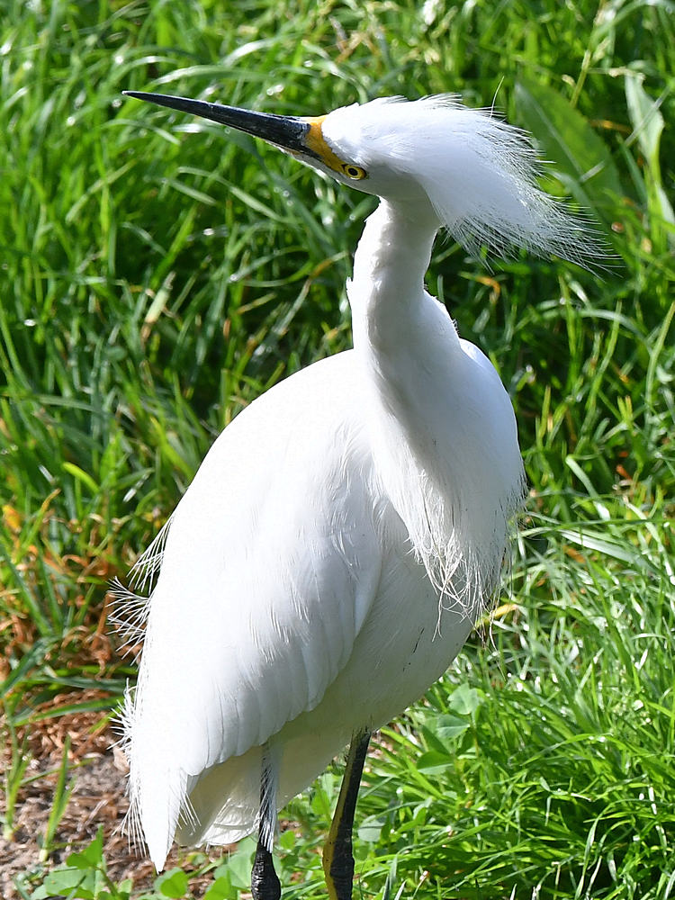 Egret5.jpg