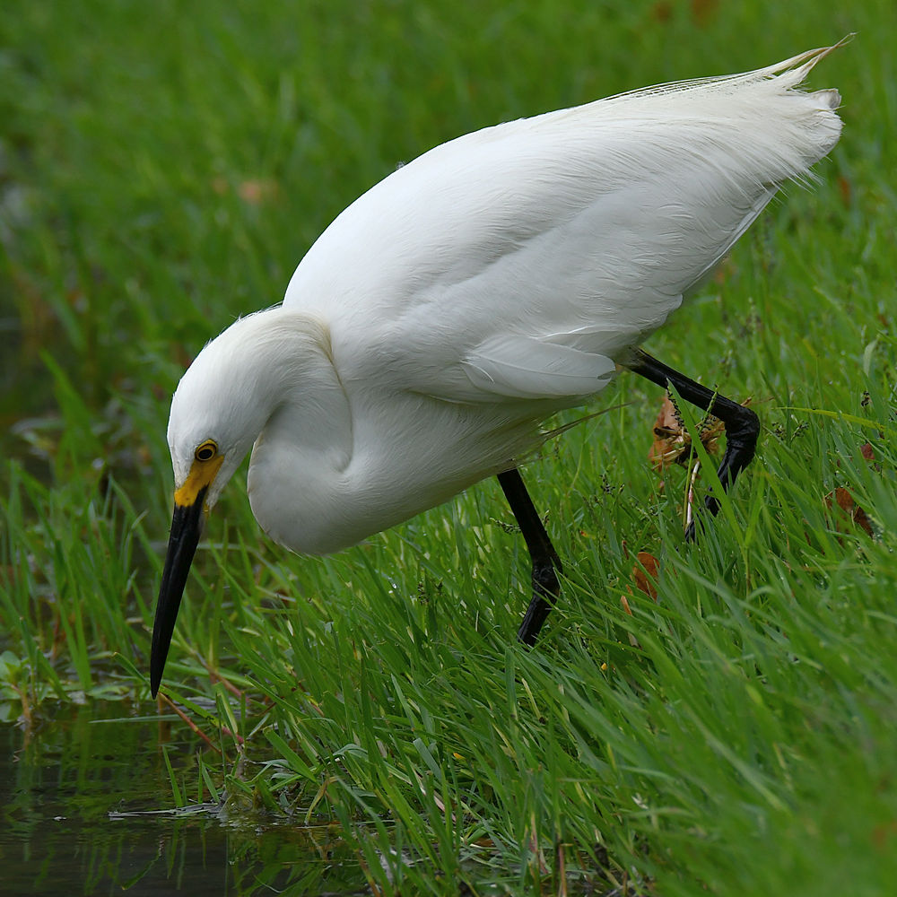 Egret5.jpg