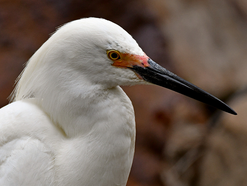 Egret5.jpg