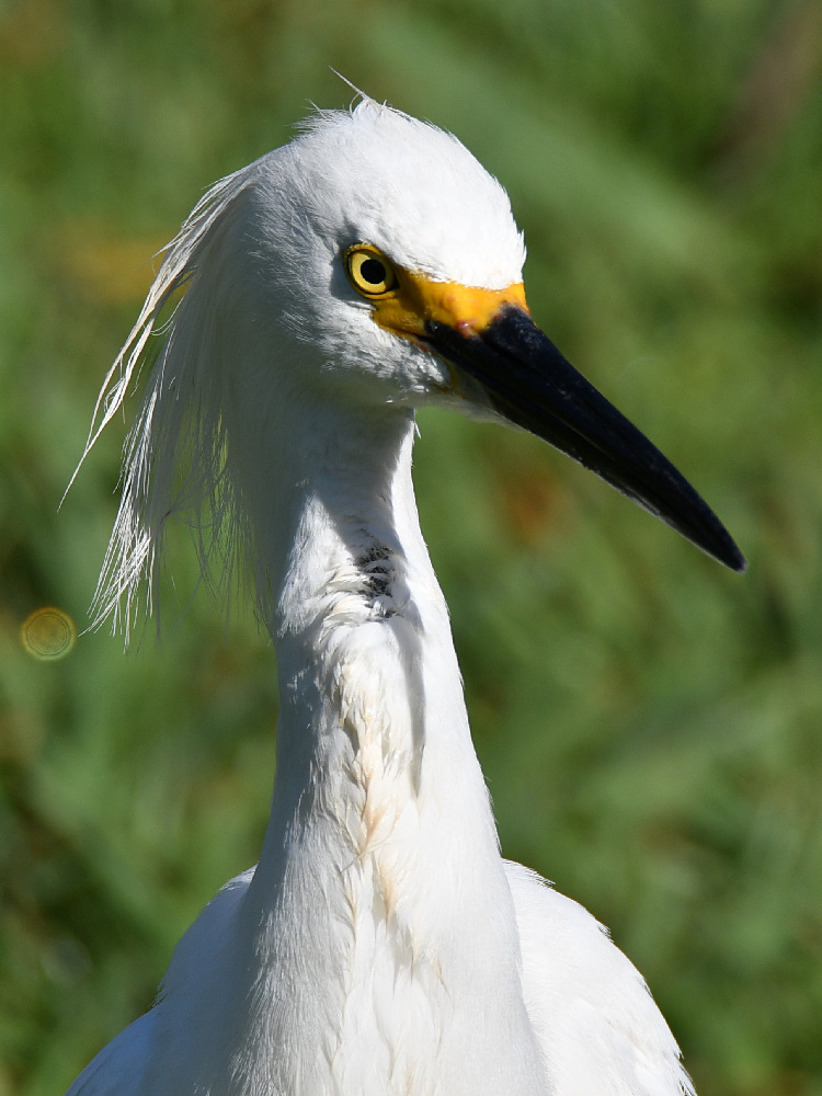 Egret5.jpg