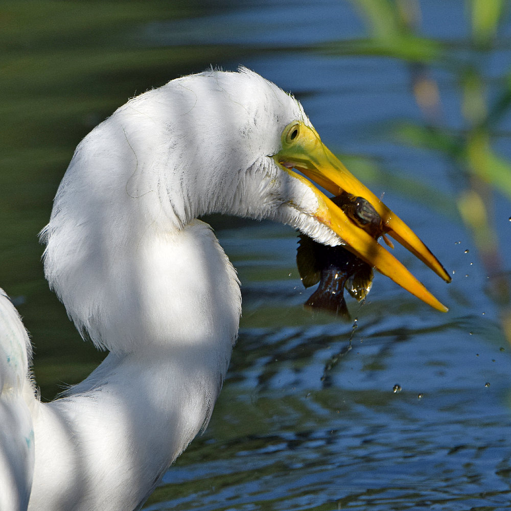 Egret5.jpg