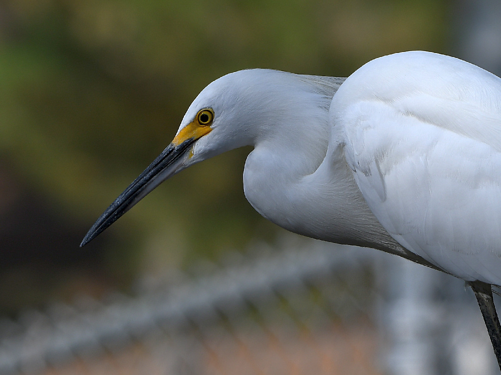 Egret5.jpg