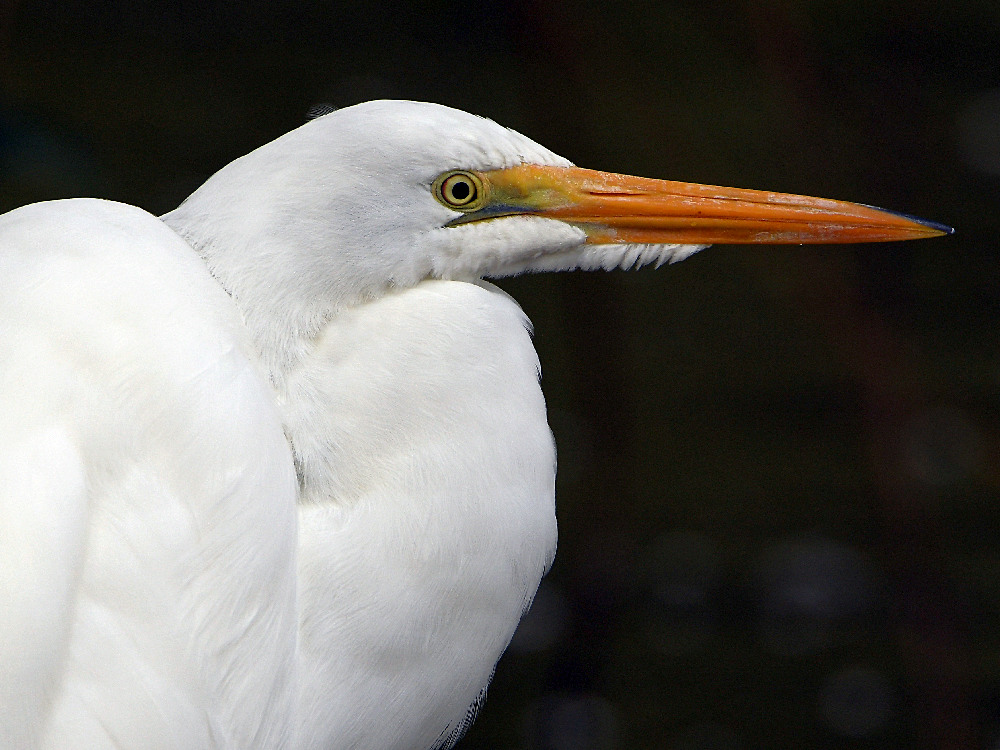 Egret5.jpg