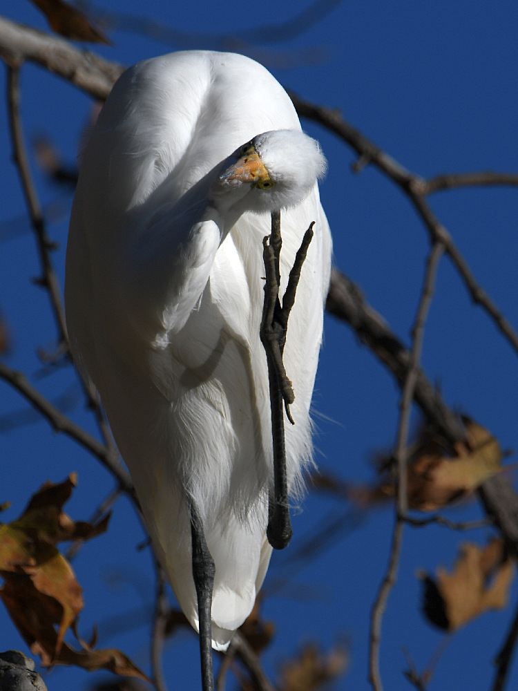 Egret5.jpg