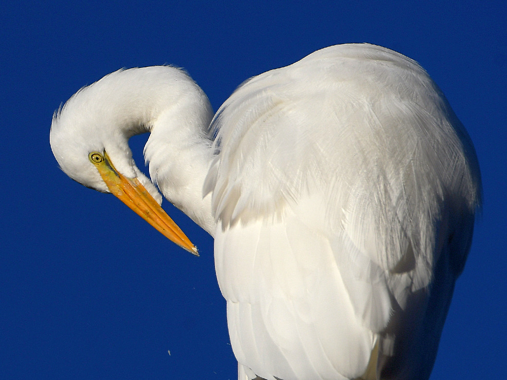 Egret5.jpg