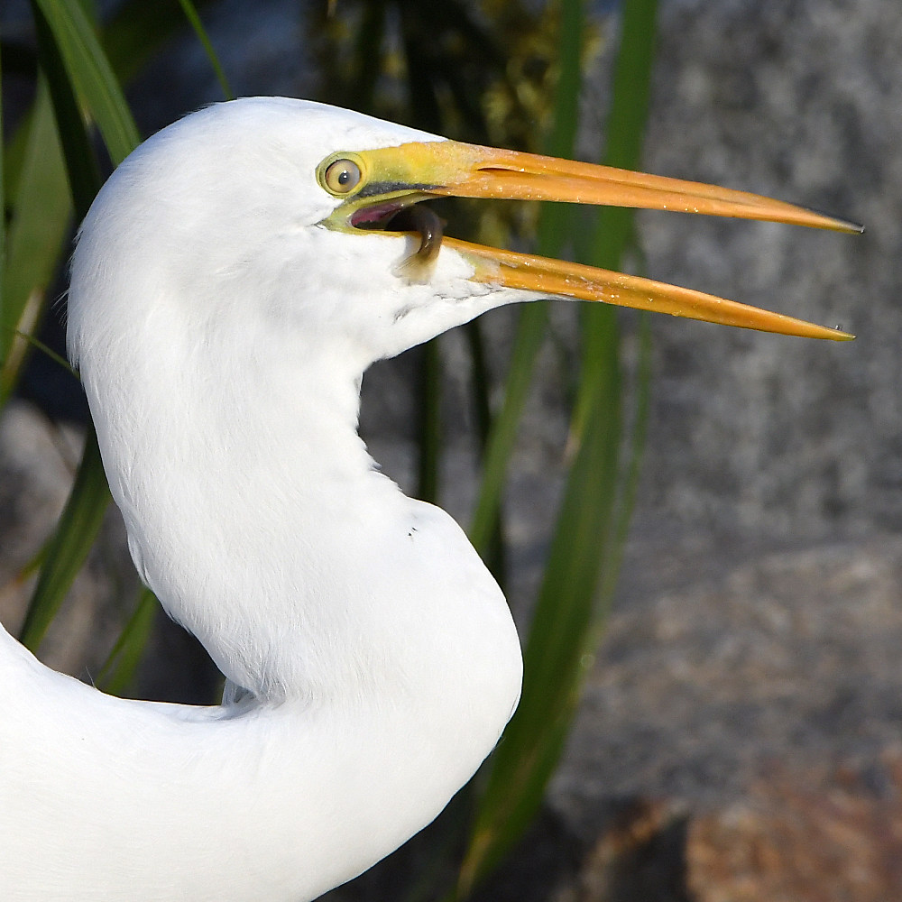 Egret5.jpg