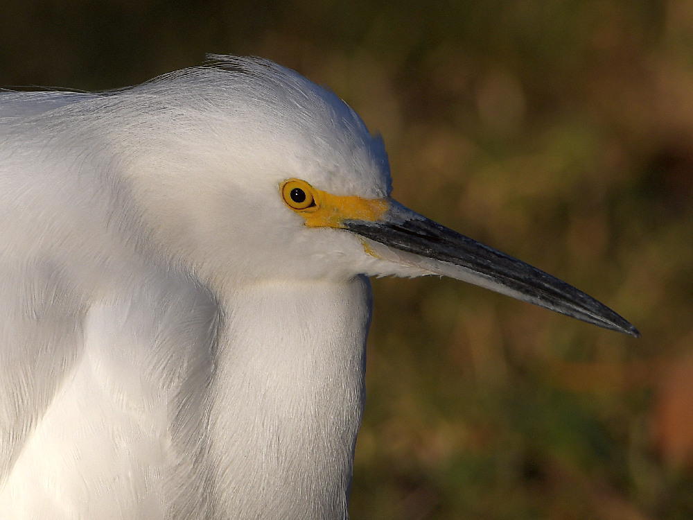 Egret5.jpg