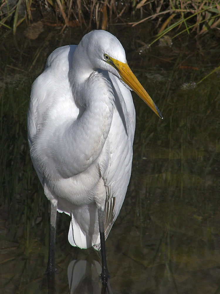 Egret5.jpg