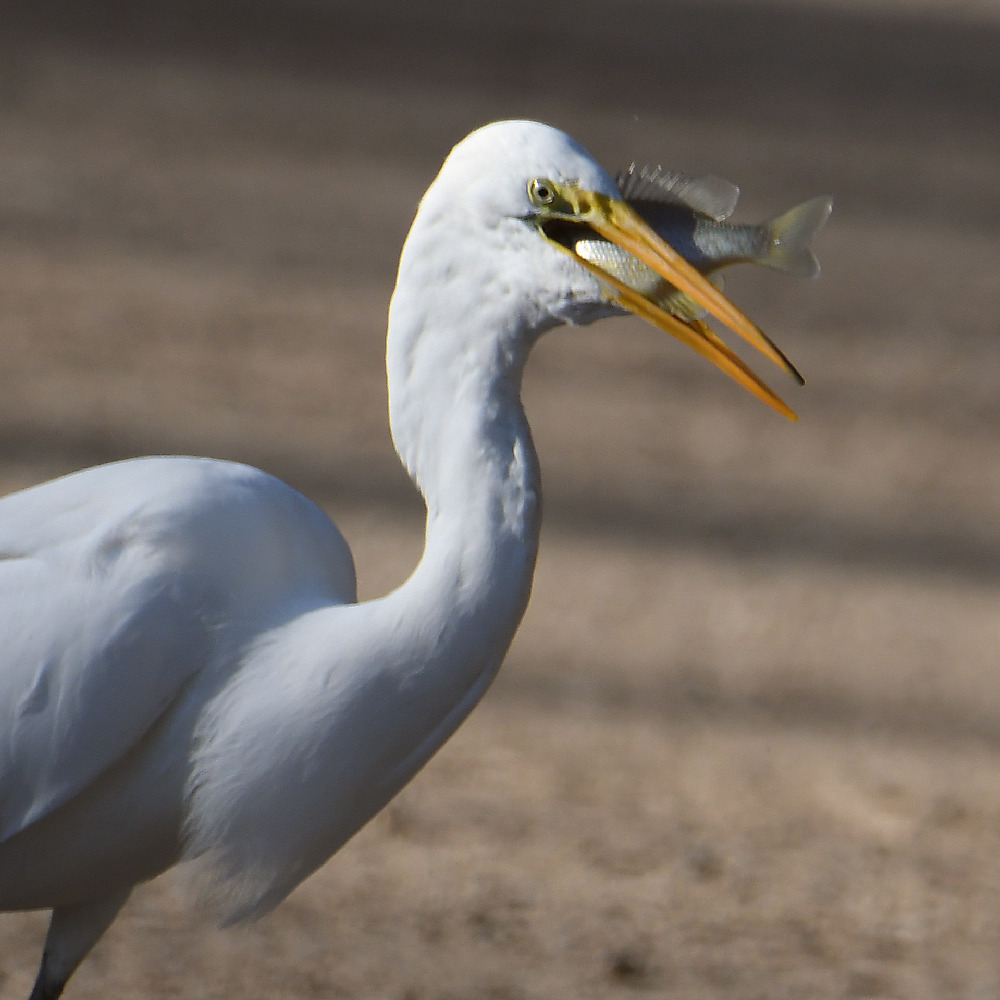 Egret5.jpg
