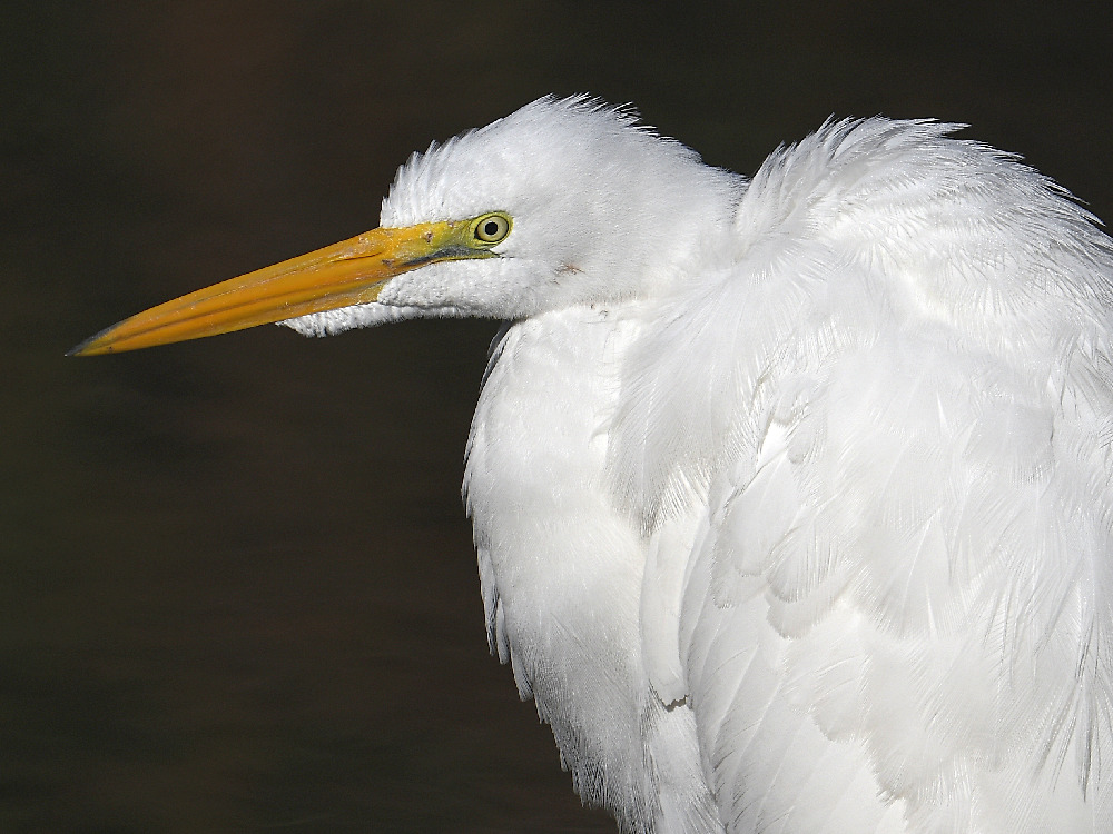 Egret5.jpg