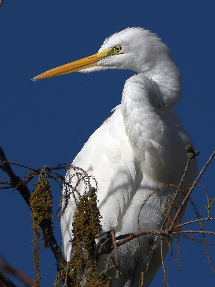 Egret5.jpg