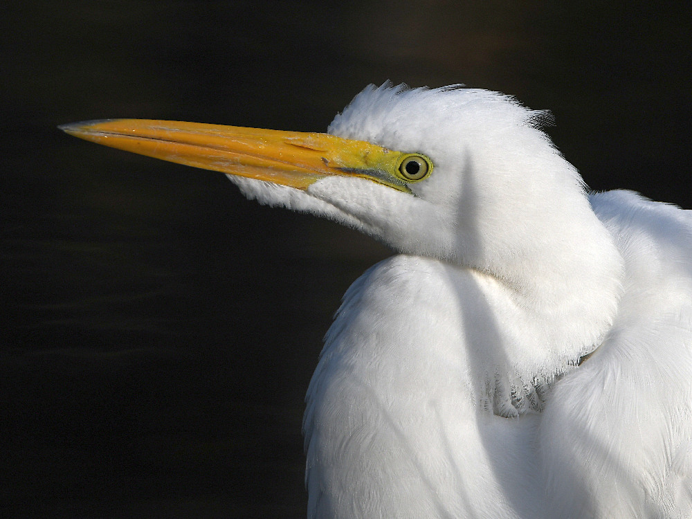 Egret5.jpg