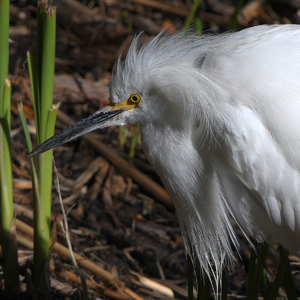 Egret5.jpg