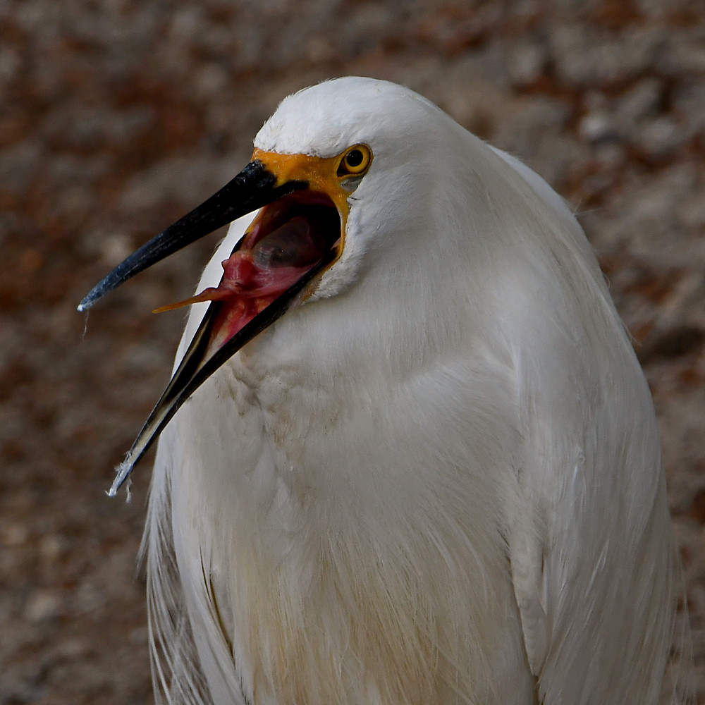 Egret5.jpg
