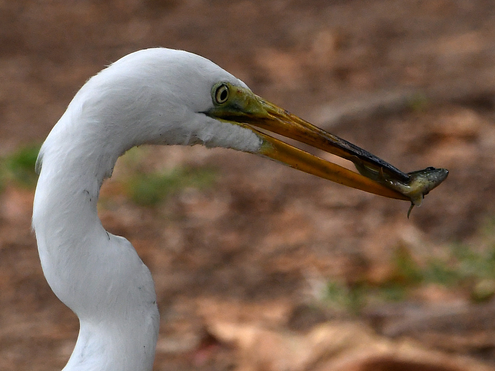 Egret5.jpg