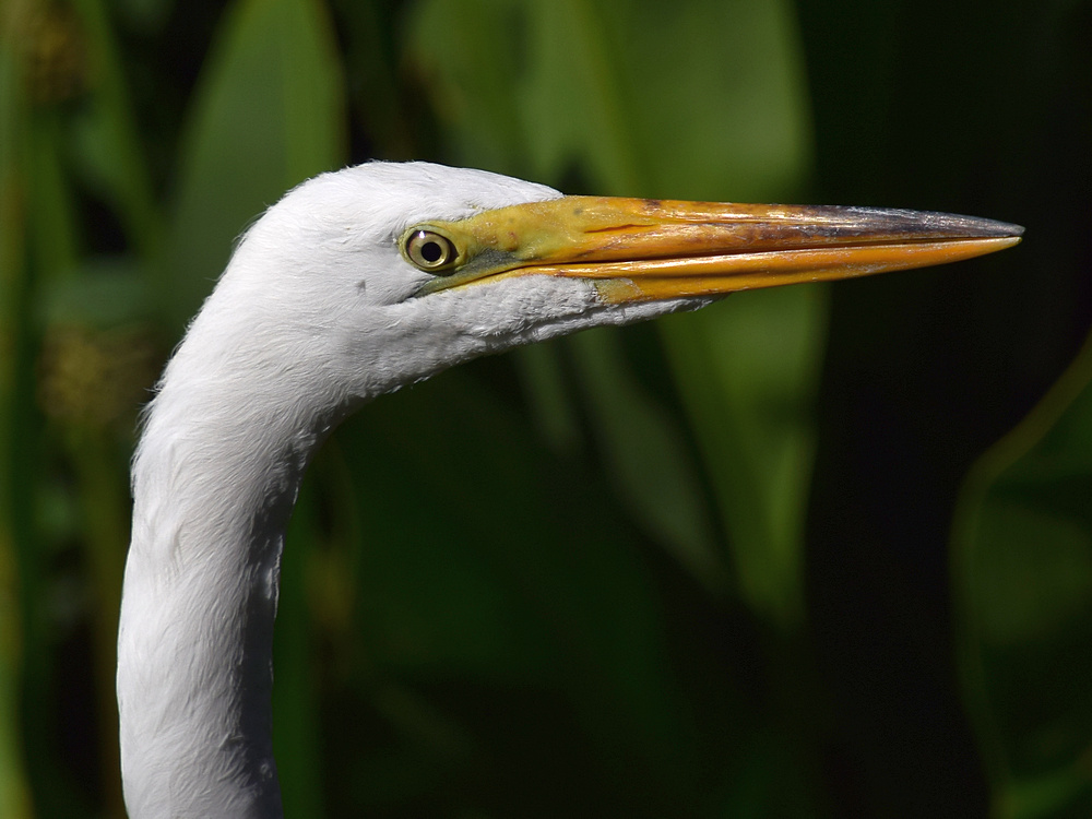 Egret5.jpg