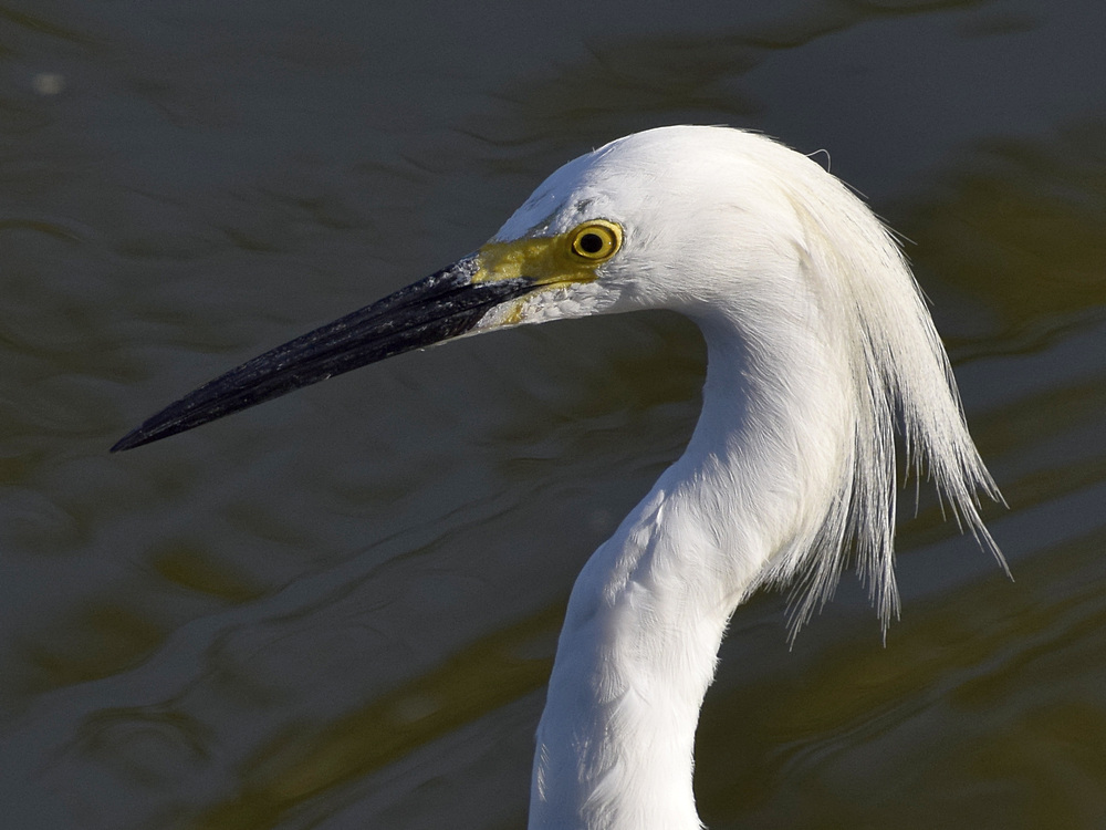 Egret5.jpg