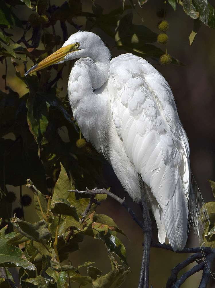 Egret5.jpg