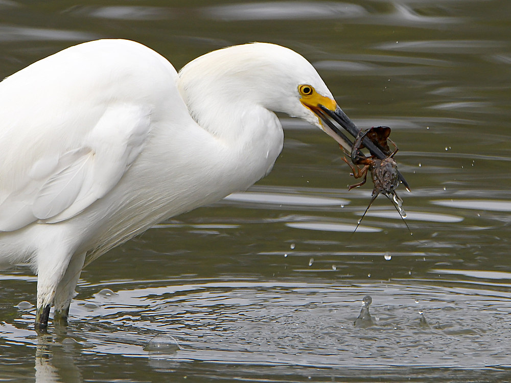 Egret5.jpg