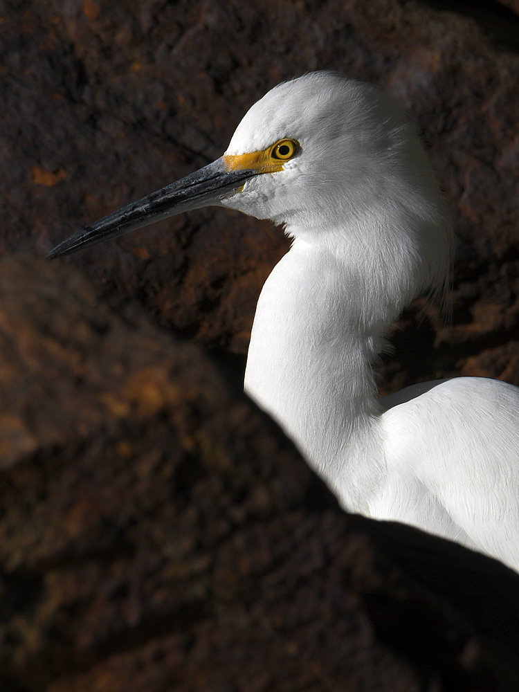 Egret5.jpg