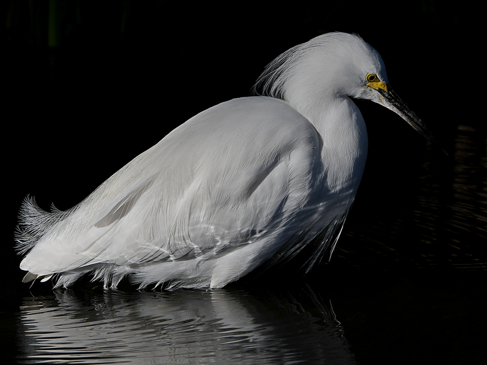 Egret5.jpg