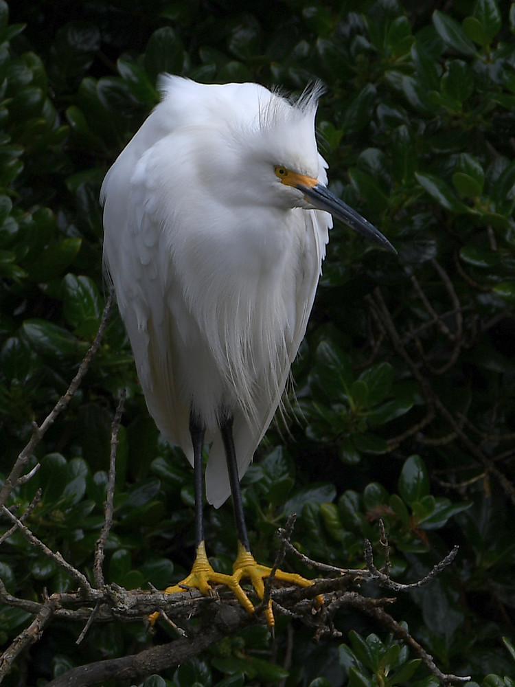 Egret5.JPG