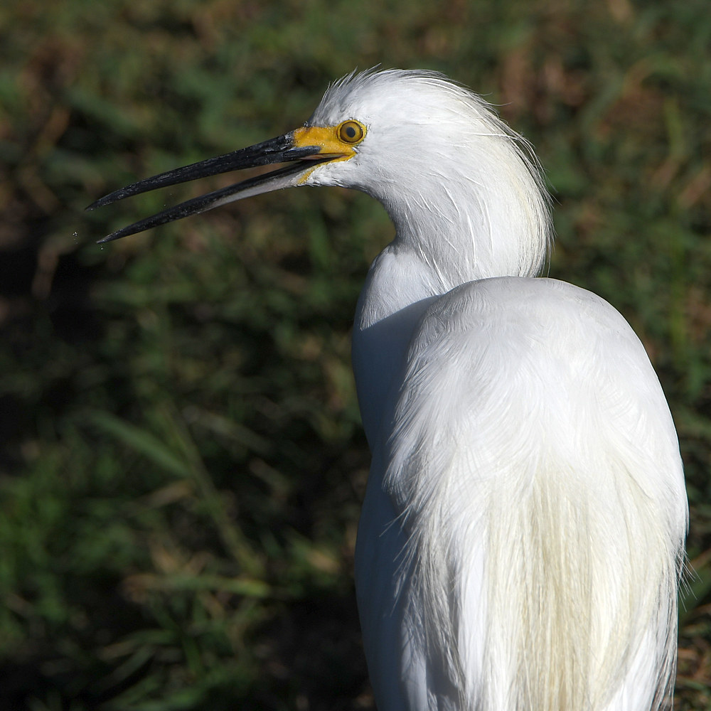 Egret5.jpg
