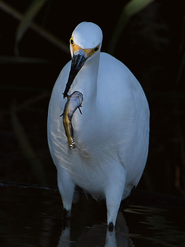 Egret5.jpg